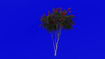 Tree Animation - crape myrtle - lagerstroemia - Green Screen Chroma key - red medium - 1a video