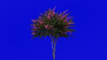 boom animatie - krip mirte - lagerstroemia - groen scherm chroma sleutel - roze medium - 1a video