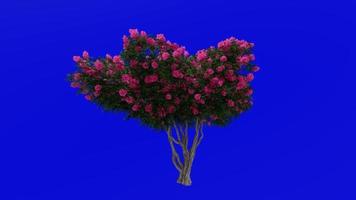 Tree Animation - crape myrtle - lagerstroemia - Green Screen Chroma key - lylac large - 1d video