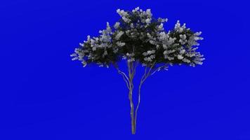 Tree Animation - crape myrtle - lagerstroemia - Green Screen Chroma key - white large - 1b video