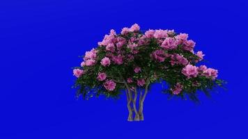 boom animatie - krip mirte - lagerstroemia - groen scherm chroma sleutel - roze klein - 2c video