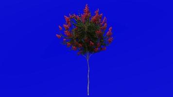 Tree Animation - crape myrtle - lagerstroemia - Green Screen Chroma key - red small - 1a video