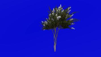 Tree Animation - crape myrtle - lagerstroemia - Green Screen Chroma key - white small - 1c video