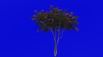 Tree Animation - crape myrtle - lagerstroemia - Green Screen Chroma key - lylac medium - 1c video