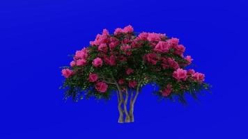 Tree Animation - crape myrtle - lagerstroemia - Green Screen Chroma key - lylac small - 2b video