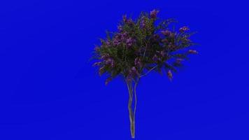 Tree Animation - crape myrtle - lagerstroemia - Green Screen Chroma key - lylac medium - 1b video