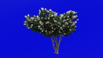 Tree Animation - crape myrtle - lagerstroemia - Green Screen Chroma key - white large - 1b video