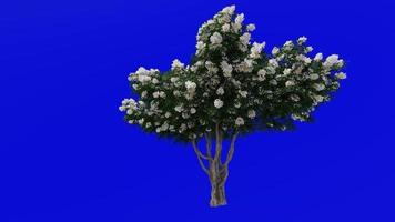 Tree Animation - crape myrtle - lagerstroemia - Green Screen Chroma key - white large - 1d video