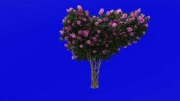 Tree Animation - crape myrtle - lagerstroemia - Green Screen Chroma key - pink large - 1d video