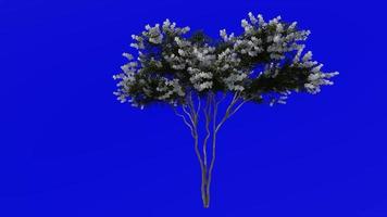 Tree Animation - crape myrtle - lagerstroemia - Green Screen Chroma key - white large - 1c video