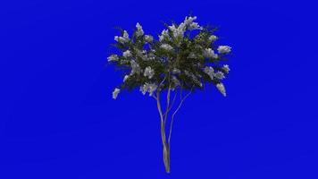 Tree Animation - crape myrtle - lagerstroemia - Green Screen Chroma key - white medium - 1c video