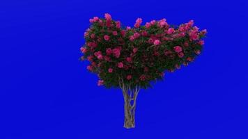 Tree Animation - crape myrtle - lagerstroemia - Green Screen Chroma key - lylac large - 1c video