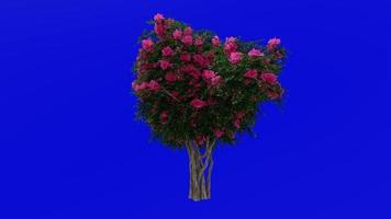 boom animatie - krip mirte - lagerstroemia - groen scherm chroma sleutel - lylac medium - 2a video