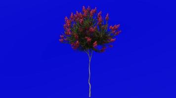 Tree Animation - crape myrtle - lagerstroemia - Green Screen Chroma key - red small - 1c video