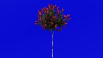 Tree Animation - crape myrtle - lagerstroemia - Green Screen Chroma key - red small - 1c video