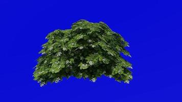 Tree Animation - japanese cheesewood - australian laurel - japanese pittosporum - mock orange - pittosporum tobira - green screen chroma key - small flower d video