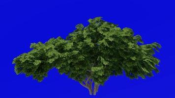 Tree Animation - japanese cheesewood - australian laurel - japanese pittosporum - mock orange - pittosporum tobira - green screen chroma key - big 1c - summer spring video