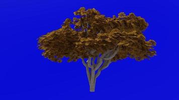 Baum Animation - - japanisch Käseholz - - australisch Lorbeer - - japanisch Pittosporum - - spotten Orange - - Pittosporum tobira - - Grün Bildschirm Chroma Schlüssel - - groß 1a - - Herbst fallen video