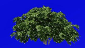 Baum Animation - - japanisch Käseholz - - australisch Lorbeer - - japanisch Pittosporum - - spotten Orange - - Pittosporum tobira - - Grün Bildschirm Chroma Schlüssel - - groß Blume b video