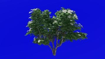 Tree flower animation - singapore graveyard flower - plumeria obtusa - green screen chroma key - 4a video