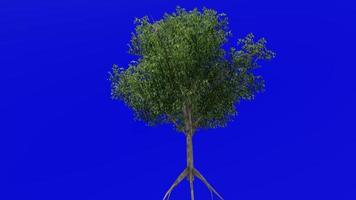 Tree fruit animation - lemon tree - citrus limon - green screen chroma key - tree a video