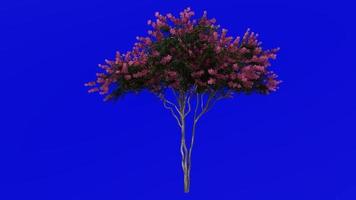 Tree Animation - crape myrtle - lagerstroemia - Green Screen Chroma key - pink L - 1b video