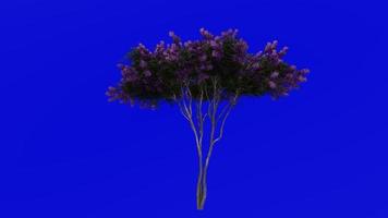árvore animação - crepe murta - lagerstroemia - verde tela croma chave - lilás eu - 1b video