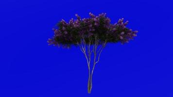 Tree Animation - crape myrtle - lagerstroemia - Green Screen Chroma key - Lylac L - 1b video