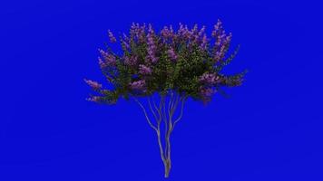 arbre animation - crêpe myrte - lagerstroemia - vert écran chrominance clé - lylac petit - 1a video