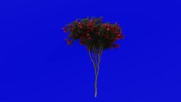 boom animatie - krip mirte - lagerstroemia - groen scherm chroma sleutel - rood l - 1b video