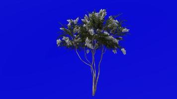 Tree Animation - crape myrtle - lagerstroemia - Green Screen Chroma key - white medium - 1b video