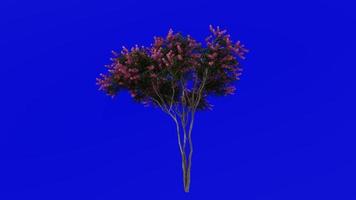 Tree Animation - crape myrtle - lagerstroemia - Green Screen Chroma key - pink L - 1c video