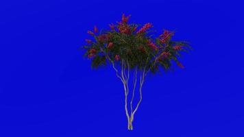 Tree Animation - crape myrtle - lagerstroemia - Green Screen Chroma key - red medium - 1b video