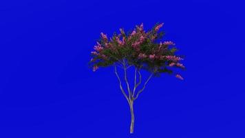 Tree Animation - crape myrtle - lagerstroemia - Green Screen Chroma key - pink small - 1a video