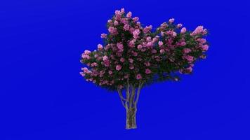 Tree Animation - crape myrtle - lagerstroemia - Green Screen Chroma key - pink large - 1c video