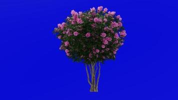 Tree Animation - crape myrtle - lagerstroemia - Green Screen Chroma key - pink large - 1b video