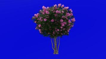 Tree Animation - crape myrtle - lagerstroemia - Green Screen Chroma key - pink large - 1b video