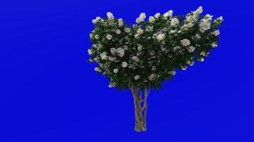 Tree Animation - crape myrtle - lagerstroemia - Green Screen Chroma key - white large - 1a video