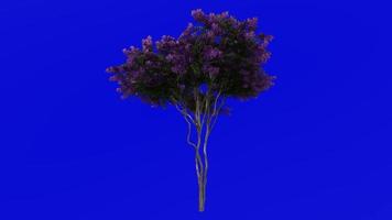 Tree Animation - crape myrtle - lagerstroemia - Green Screen Chroma key - Lylac L - 1a video