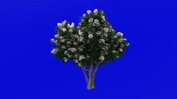 Tree Animation - crape myrtle - lagerstroemia - Green Screen Chroma key - white medium - 2c video