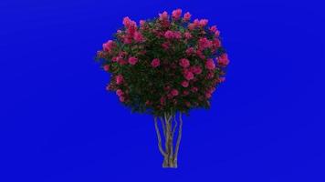 Tree Animation - crape myrtle - lagerstroemia - Green Screen Chroma key - lylac large - 1b video