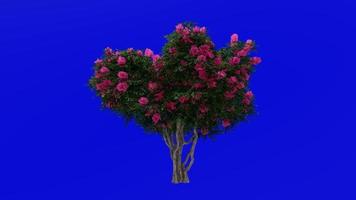 boom animatie - krip mirte - lagerstroemia - groen scherm chroma sleutel - lylac medium - 2b video