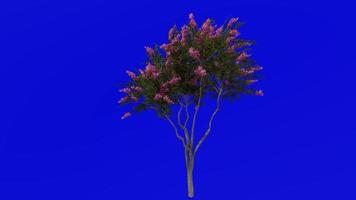 Tree Animation - crape myrtle - lagerstroemia - Green Screen Chroma key - pink small - 1b video