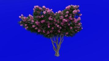 Tree Animation - crape myrtle - lagerstroemia - Green Screen Chroma key - pink large - 1a video