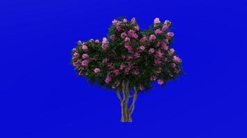 arbre animation - crêpe myrte - lagerstroemia - vert écran chrominance clé - rose moyen - 2c video