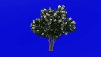 boom animatie - krip mirte - lagerstroemia - groen scherm chroma sleutel - wit medium - 2a video