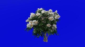 Tree Animation - crape myrtle - lagerstroemia - Green Screen Chroma key - white small - 2c video