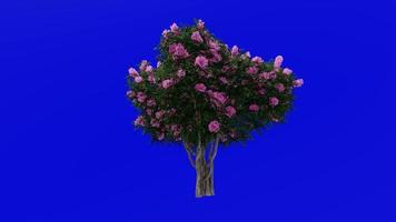 arbre animation - crêpe myrte - lagerstroemia - vert écran chrominance clé - rose moyen - 2b video