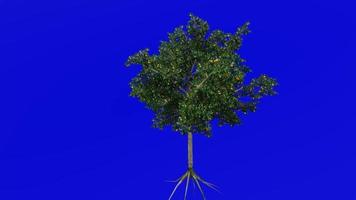 arbre fruit animation - sucré Orange fruit arbre - agrumes sinensis - vert écran chrominance clé - e video