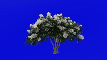 Tree Animation - crape myrtle - lagerstroemia - Green Screen Chroma key - white small - 2a video